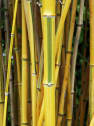 Phyllostachys aureosulcata 'Spectabilis' (Bambú de surco amarillo)