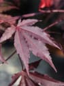 Acer palmatum 'Bloodgood'
