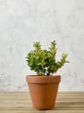 Evónimo Luna - Euonymus japonicus 'Mediopicta'
