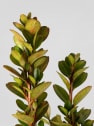 Boj arbusto (Buxus microphylla 'Faulkner')