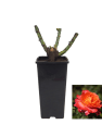 Rosal 'Betina'