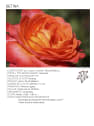 Rosal 'Betina'