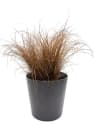 Gramínea Carex comans 'Bronze Perfection'