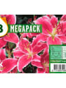 Bolsa 8 mega bulbos lilium orientalis stargazer
