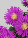 Aster novi-belgii