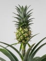 Ananas comosus 'Corona' (Planta de la Piña)