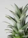 Ananas comosus 'Corona' (Planta de la Piña)