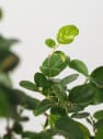 Bonsai Ciruelo dulce chino (Sageretia theezans)