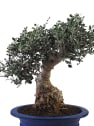 Bonsai Olivo silvestre (Olea oleaster)