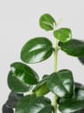 Bonsai Olivo silvestre (Olea oleaster)