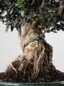 Bonsai Olivo silvestre (Olea oleaster)