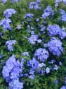 Plumbago auriculata (Jazmín del cielo)