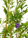 Lycianthes rantonnetii (Solano de Flor Azul)