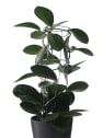 Hoya australis