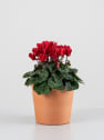 Cyclamen mini (varios colores)