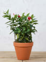 Dipladenia Mandevilla (arbustiva)