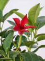 Dipladenia Mandevilla (arbustiva)