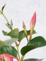 Dipladenia Mandevilla (arbustiva)