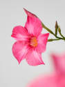 Dipladenia Mandevilla (arbustiva)