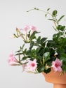Dipladenia Mandevilla (arbustiva)