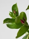 Dipladenia Mandevilla (arbustiva)