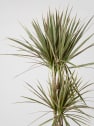 Dracaena marginata 'Bicolor'
