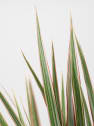 Dracaena marginata 'Bicolor'