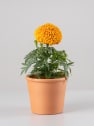 Tagetes erecta (Clavel de la india)