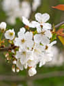 Cerezo 'Van' (Prunus avium)