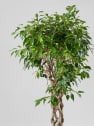 Ficus benjamina trenzado