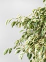 Ficus 'Twilight'