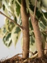 Ficus 'Twilight'