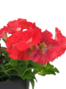 Petunia 'Milliflora'
