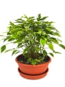 Ficus benjamina 'Kinky'