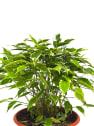 Ficus benjamina 'Kinky'