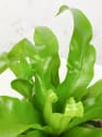 Helecho Asplenium spp.