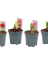 Amarilis (hippeastrum)