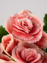 Begonia elatior