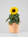 Girasol (Helianthus annuus)