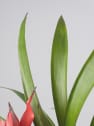 Guzmania 'Blitz'