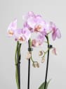 Orquídea Phalaenopsis Cascada (2 varas)