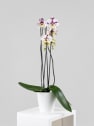 Orquídea Phalaenopsis Cascada (2 varas)