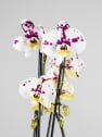 Orquídea Phalaenopsis Cascada (2 varas)
