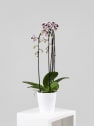 Orquídea Phalaenopsis Cascada (2 varas)