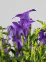 Campanula portenschlagiana