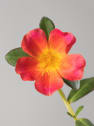 Portulaca umbraticola