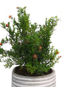Punica granatum 'Nana' (Granado enano)