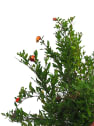 Punica granatum 'Nana' (Granado enano)