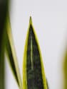 Sansevieria trifasciata 'Laurentii'