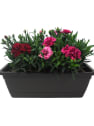 Dianthus caryophyllus 'Mini' - Clavel